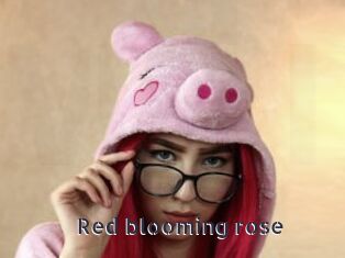 Red_blooming_rose