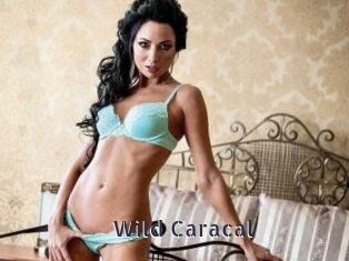 Wild_Caracal